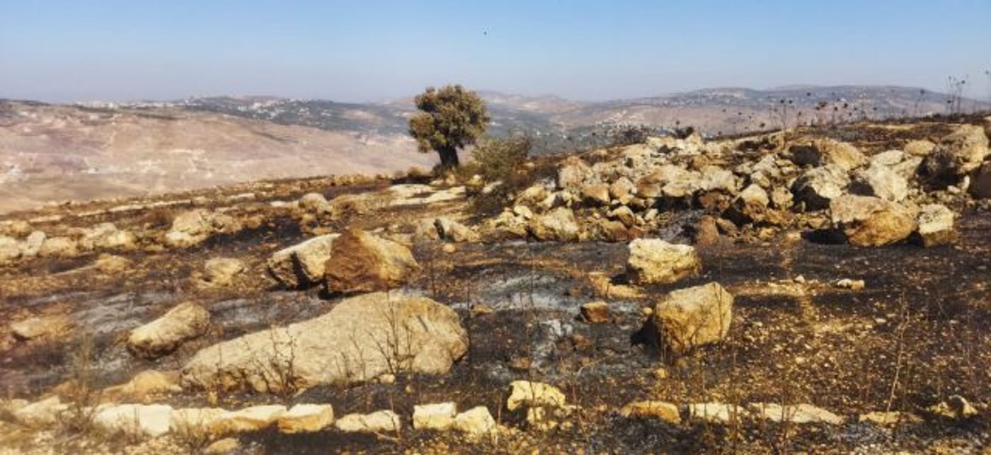 בשמורת הר כביר, האש הגיעה סמוך לעץ העתיק (קרדיט: מועצה אזורית שומרון)