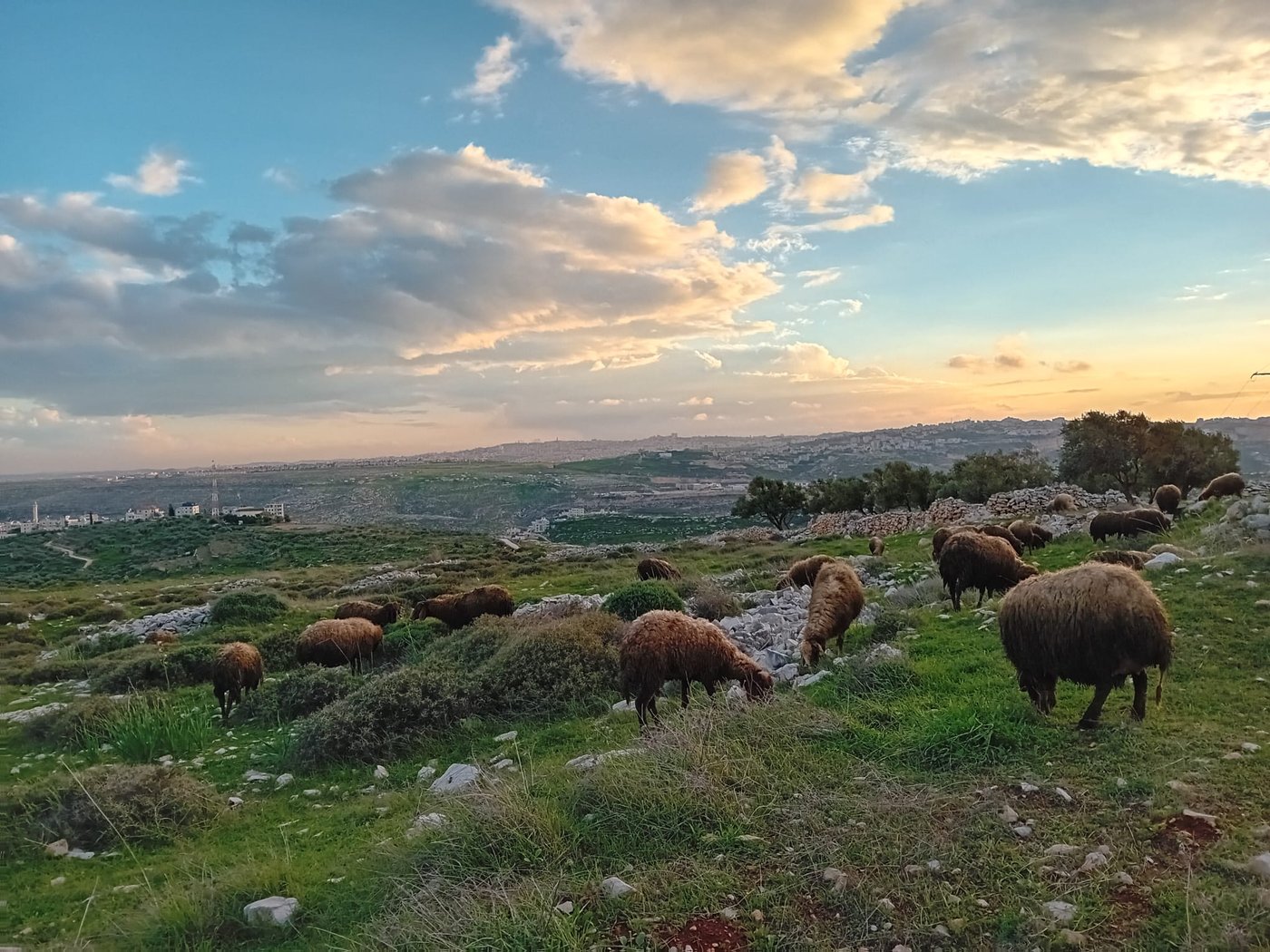 הנוף היפהפה הנשקף מהגבעה בזמן המרעה
