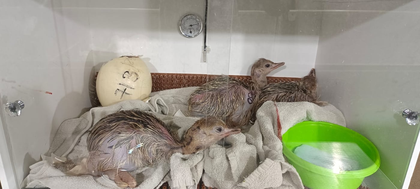 לא טומנים את הראש בחול: היענים חזרו לשטח הפתוח