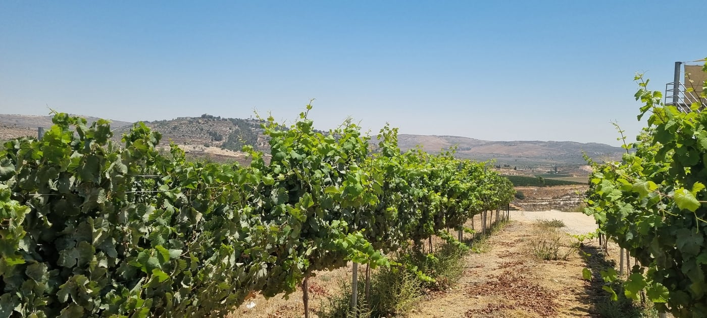 יין, כרמים ונביאים: סיפורו של יקב גבעות בבנימין
