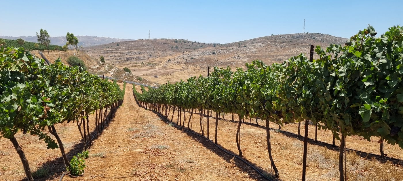 בין הכרמים (צילום קובי פינקלר, סרוגים)