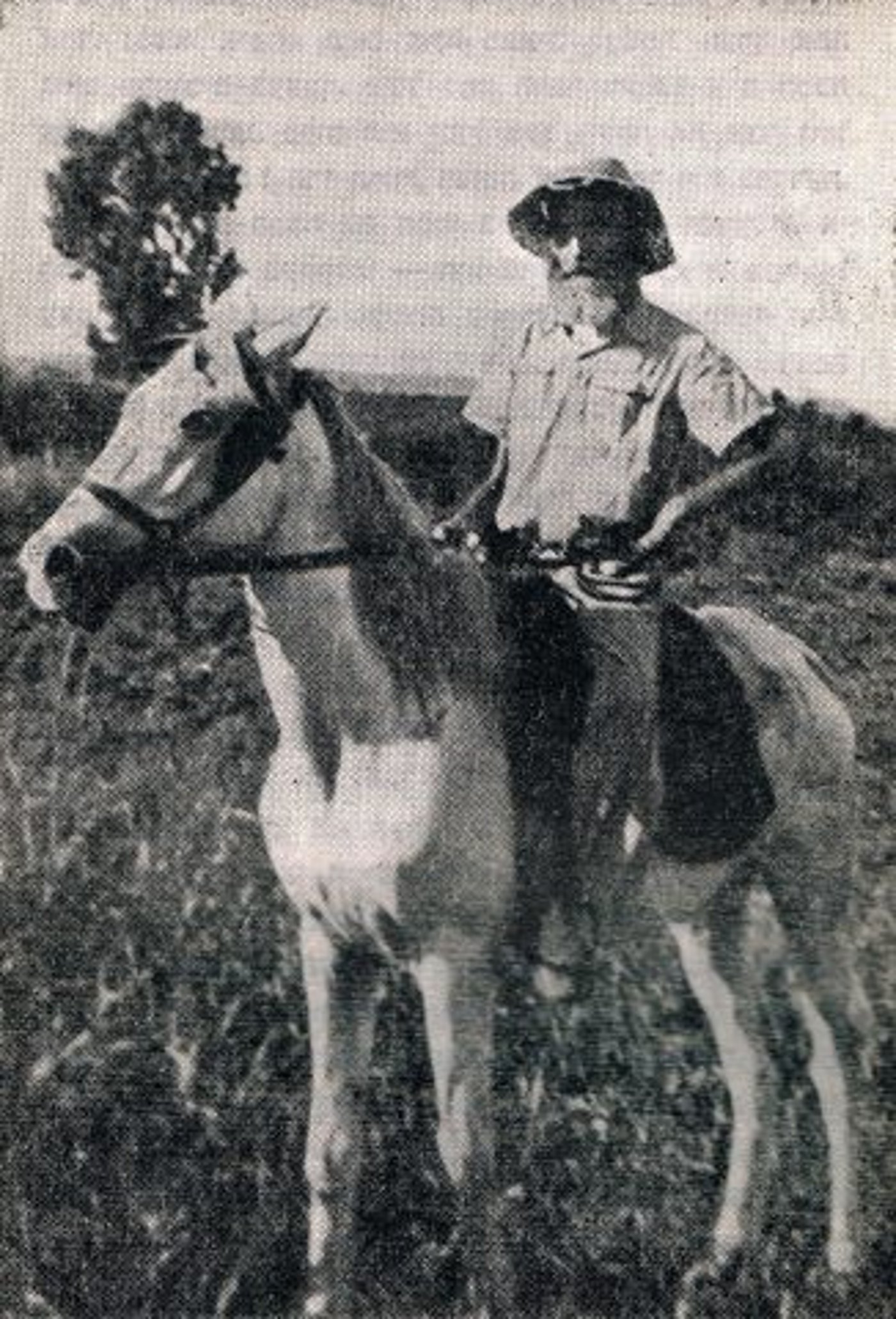 הרב ישעיהו שפירא, האדמו"ר החלוץ (ויקימדיה)