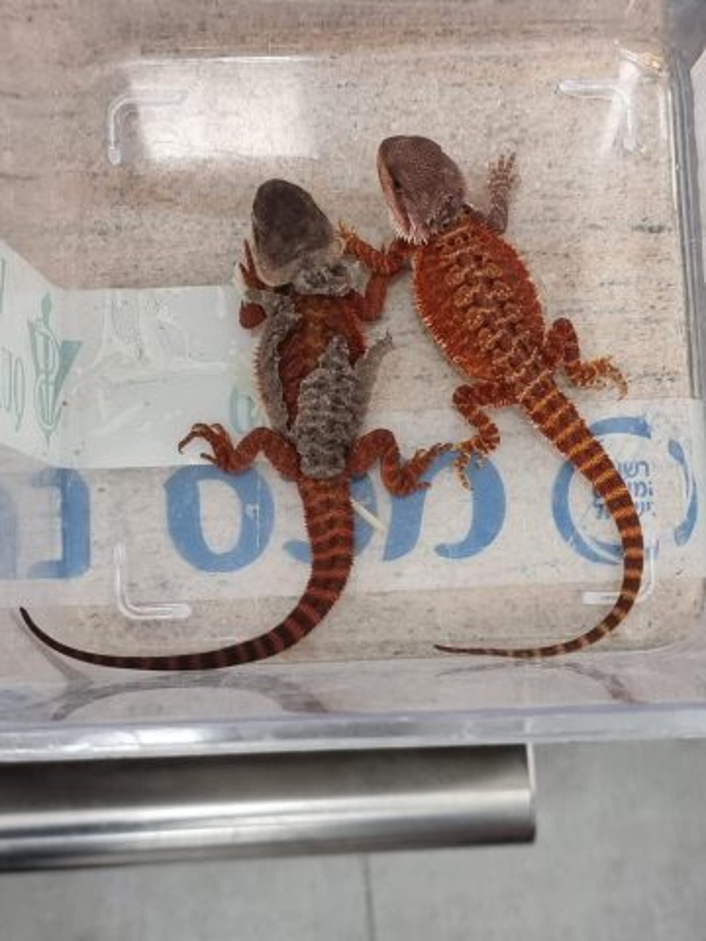 סיכול נדיר בנתב"ג: 186 בעלי חיים אקזוטיים הוברחו בתוך מזוודה