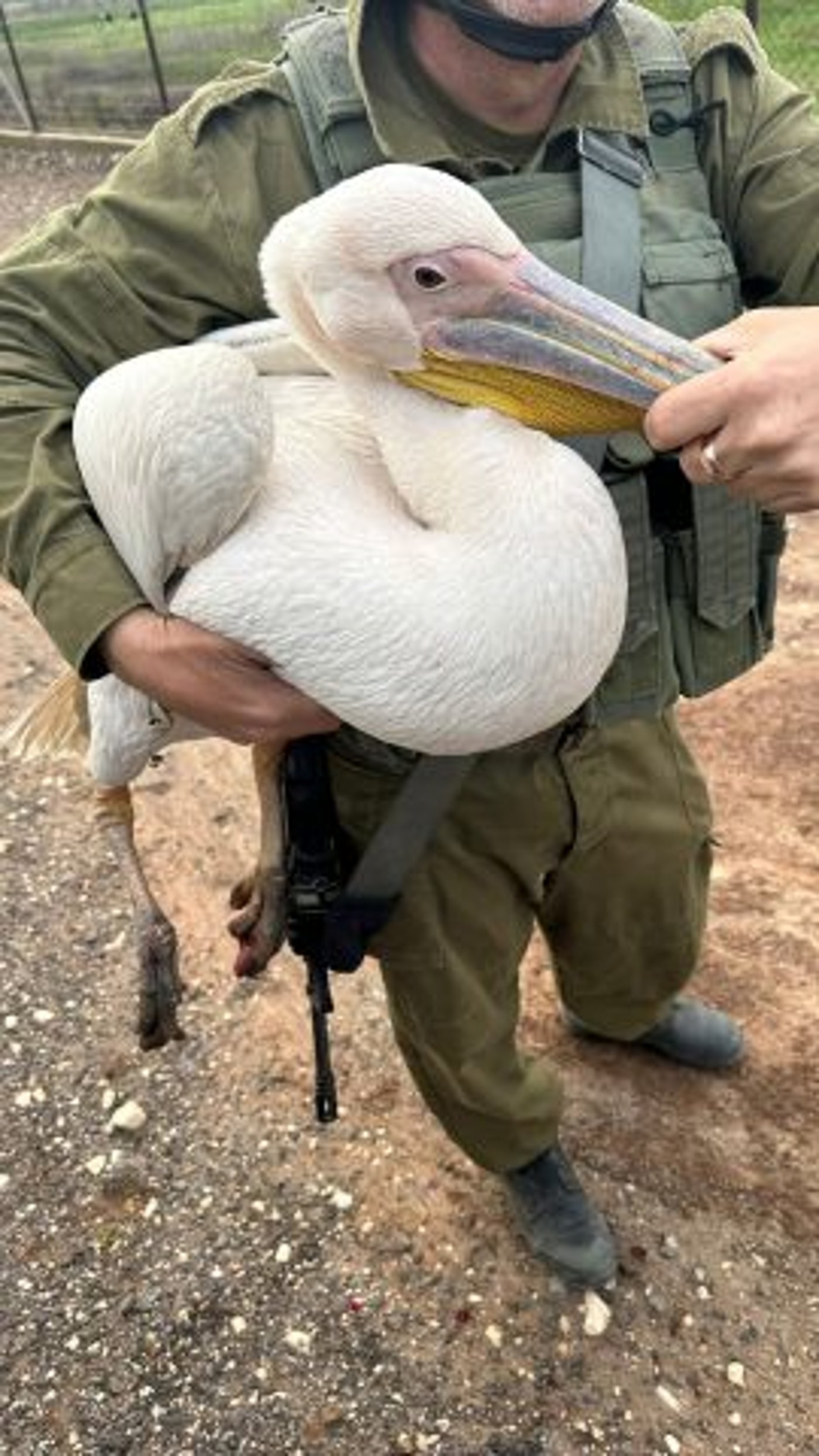 חיילי מילואים מצילים שקנאי בגדר המערכת. (צילום – גלעד)