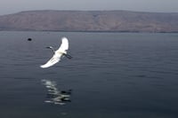 לפני הגשמים: מפלס הכנרת ממשיך לזנק
