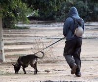 הדיינים התירו עגונה, למרות שגופת הבעל לא נמצאה