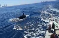 ליד חדרה: זכו לליווי מרגש של דולפינים • צפו: