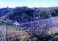 צפו: התיעוד האחרון של אסתר הורגן לפני הרצח