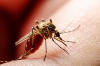 ריקול לתכשיר דוחה יתושים: "חשש לבטיחות השימוש"