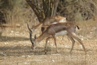 מרהיב: תיעוד מיוחד מעמק הצבאים בלב ירושלים