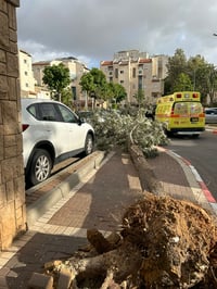 בדרך לבית הספר: עץ קרס על ילדה