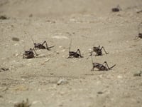 מכת ארבה: עשרות אלפי חגבים תקפו את נוואדה
