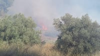 שריפת ענק פרצה ביער שורש: כוחות הכיבוי פועלים לכבותה
