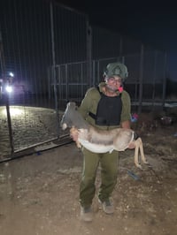 במבצע מיוחד: 6 צבאים חולצו מתוך כפר פלסטיני
