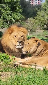 אחרי הטיגריסים: גם האריות מפגינים אהבה בספארי