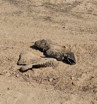 שנה אחרי: שרידי גופות אותרו בעוטף עזה