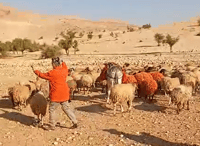 "חלאת המין האנושי": רועה צאן הותקף ע"י אנרכיסטים