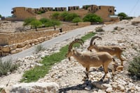 בשורה לתושבי הדרום: זה היישוב שיקבל זכאות לנשיאת רישיון נשק