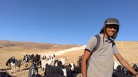 הטרור נמשך: רועה צאן הותקף באלות בגוש עציון, הפורעים נמלטו