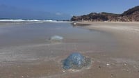 לא מפחדות מטילים: המדוזות הגיעו לחופי ישראל