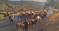 השומרון הפך לרמת הגולן: צפו בעדר פרות נודד