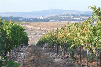 חגיגה בשומרון: 'חילול הכרם' ביקב שזוכה במדליות