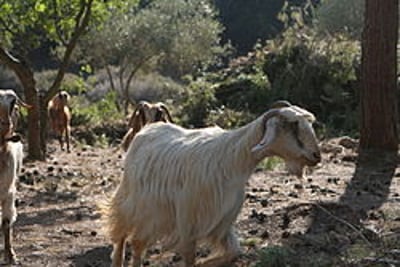 להתחיל להתכונן לגאולה כבר בעשור לחודש
