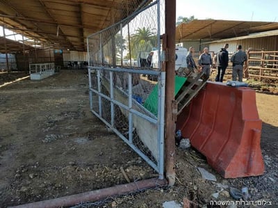 התלונן שגנבו לו 280 כבשים, ונשלח למעצר