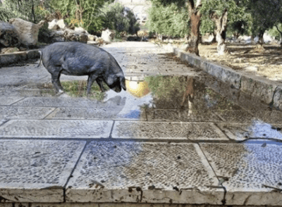 יוצר פוטושופ החזיר, לא יורחק מהר הבית