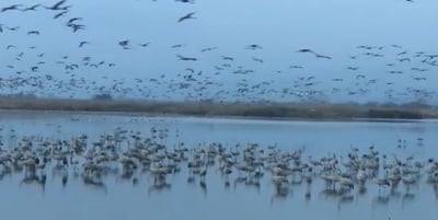 מרהיב: אגמון החולה שובר שיא חדש