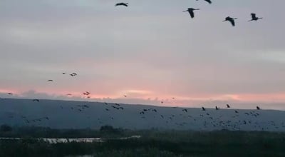 מרהיב: עשרות אלפי עגורים נצפו באגמון החולה. צפו