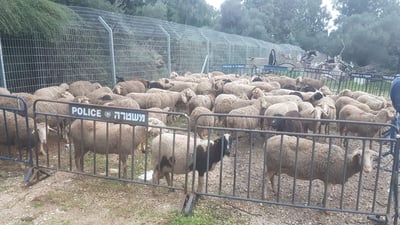 ערבים ניסו לגנוב 150 כבשים מתושב כפר סיטרין