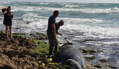 לווייתנית נפלטה מהים לחוף דור, הנסיבות בבדיקה