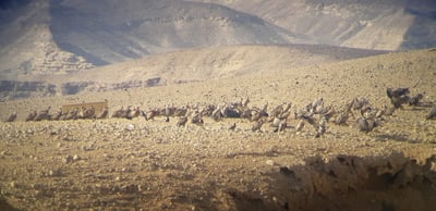 מדהים: 50 נשרים בארוחת בוקר במכתש הגדול