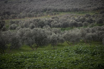 תחזית מזג האוויר לשבת ולראש השנה