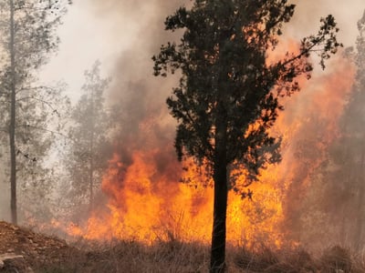 השריפה במבשרת ציון: הכבאים בלמו את האש