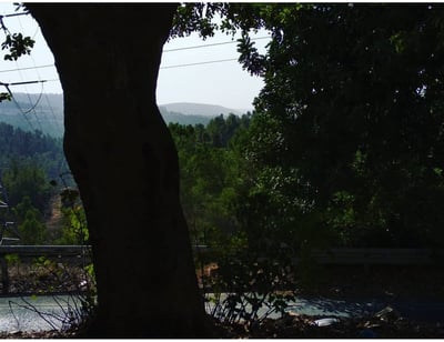 נוטעים לא רק עבורנו אלא עבור הבאים אחרינו