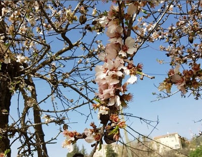 שקדיה