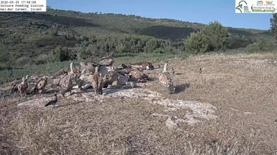 מרהיב: נשרים בארוחת ערב בפינת האכלה בכרמל. צפו