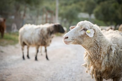 צפו: ערבי שעבד בעין חרוד גנב כבשים מהקיבוץ