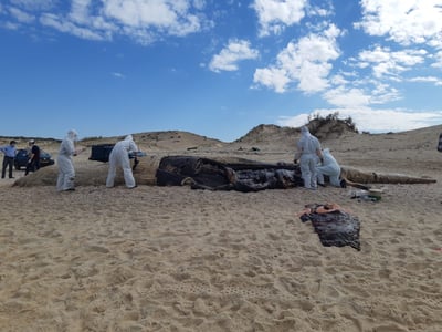 בניתוח גופת הלוויתן נמצאו חומרים שקשורים בזיהום נפט
