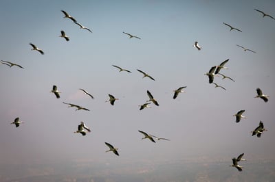 נדידת הסתיו: מאות חסידות לבנות קפצו לביקור