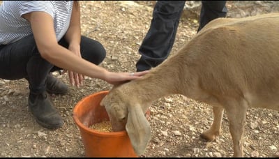 לא שוכחים חברים: בעלי החיים פונו לאזור מבטחים