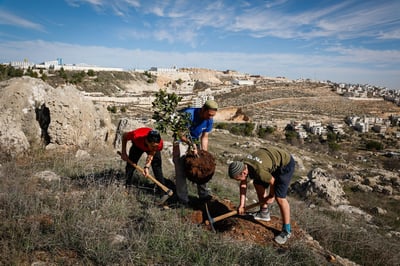 חג לאילנות: אירועי ט"ו בשבט חינמיים ברחבי הארץ