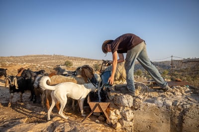 נער גבעות רועה צאן |