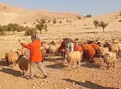 "חלאת המין האנושי": רועה צאן הותקף ע"י אנרכיסטים