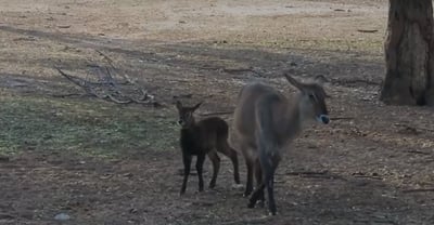 כמו מרקו: הקובוס הקטנטן מצא את אמא בספארי ברמת גן