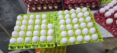 הפקחים תפסו על חם: מגדל עופות שוטף 9,000 ביצים