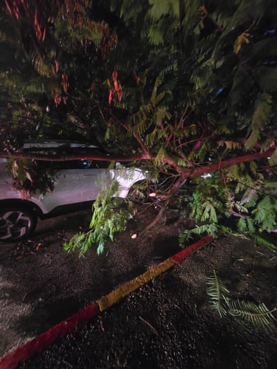 כמעט נגמר באסון: עץ קרס על רכב בחולון, הנהגת במצב קל