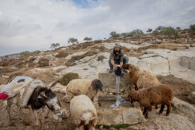 רועה צאן. למצולם אין קשר לכתבה